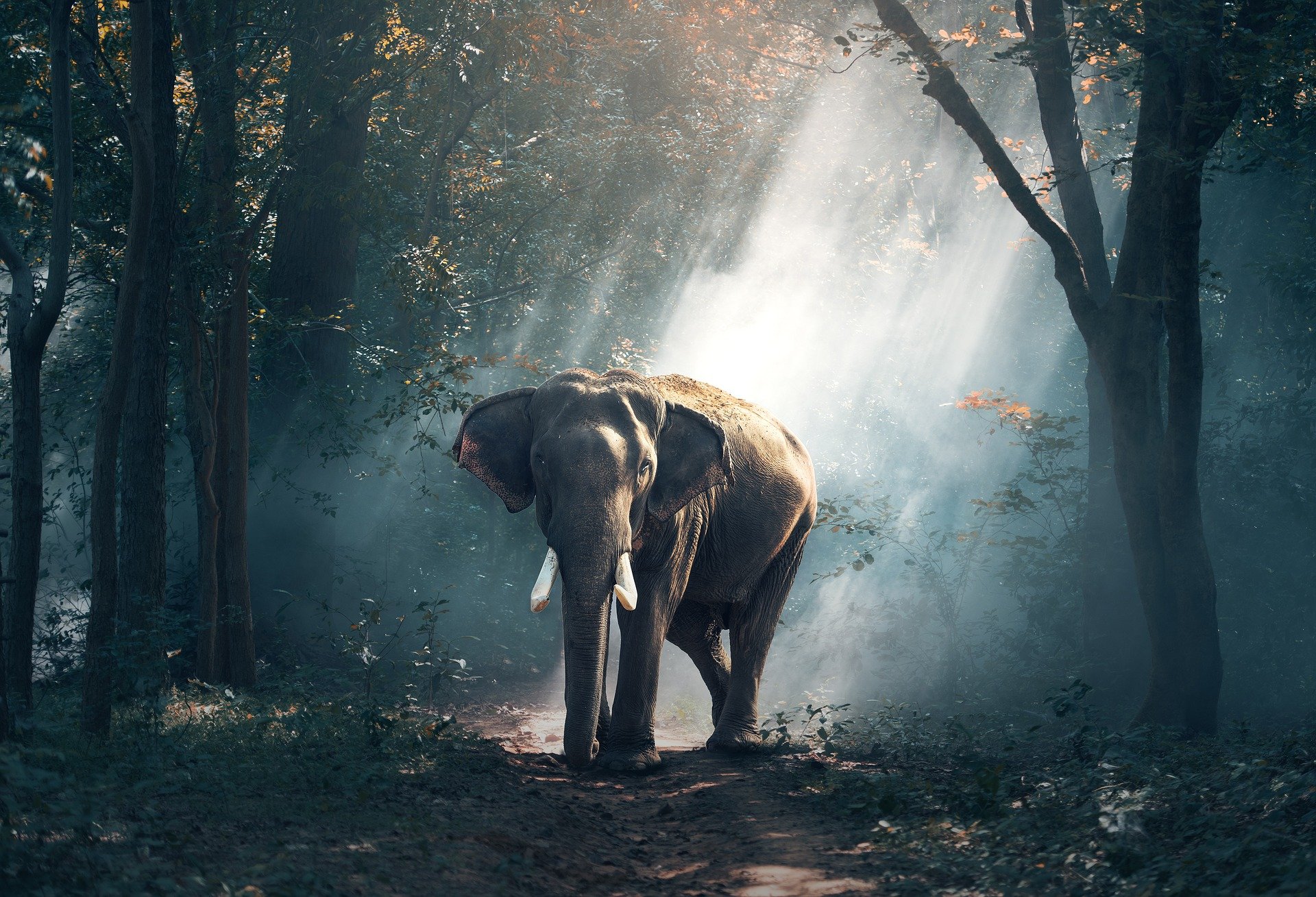 Ein Elefant im dunklen Dschungel. | Quelle: Pixabay/Sasin Tipchai