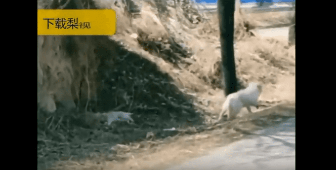 El perrito fue atropellado a orillas de la carretera-Imagen tomada de YouTube-Breakin