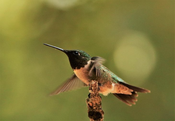 Colibrí. | Foto: Publicdomainpictures.net