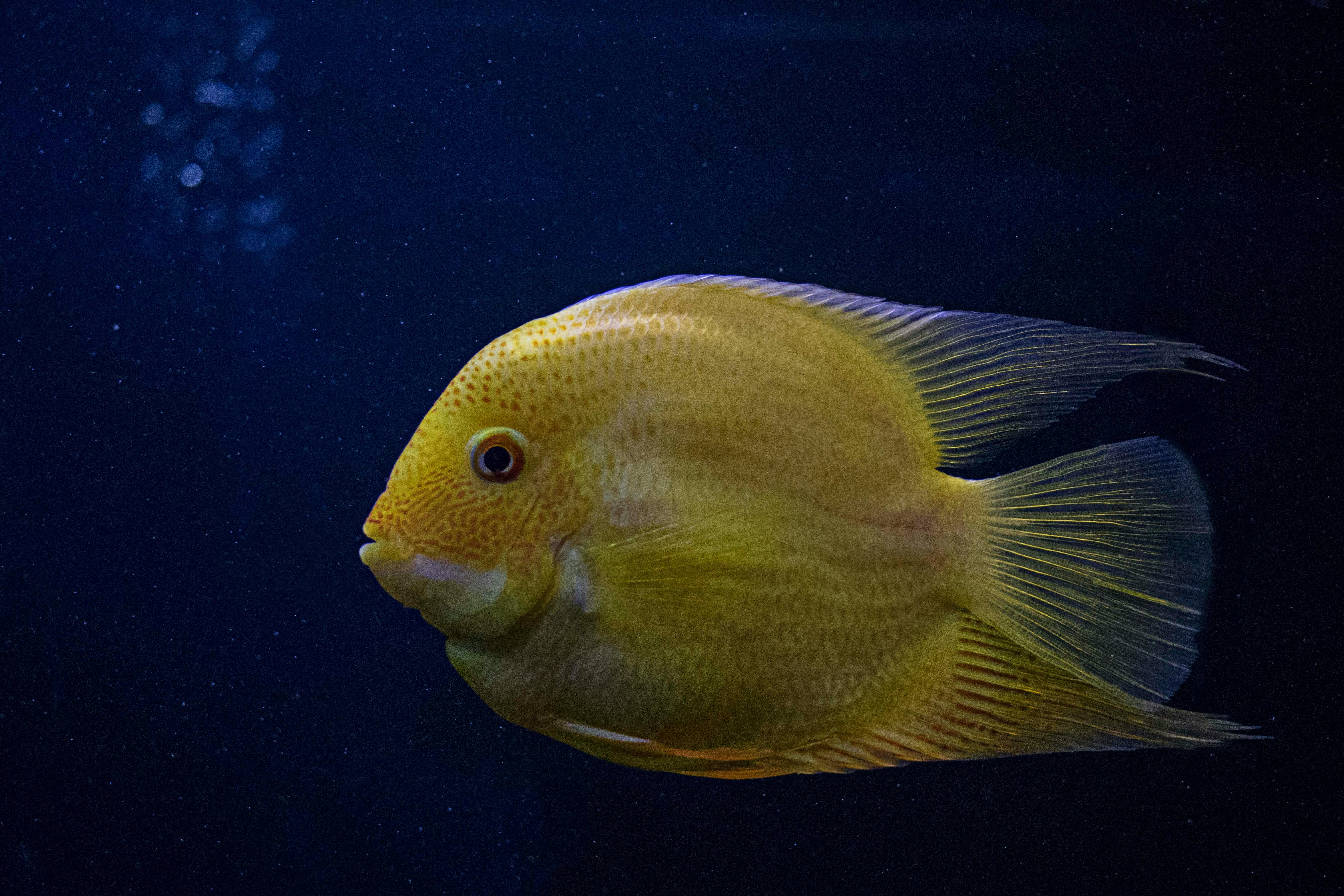 Yellow fish in water. | Source: Pexels