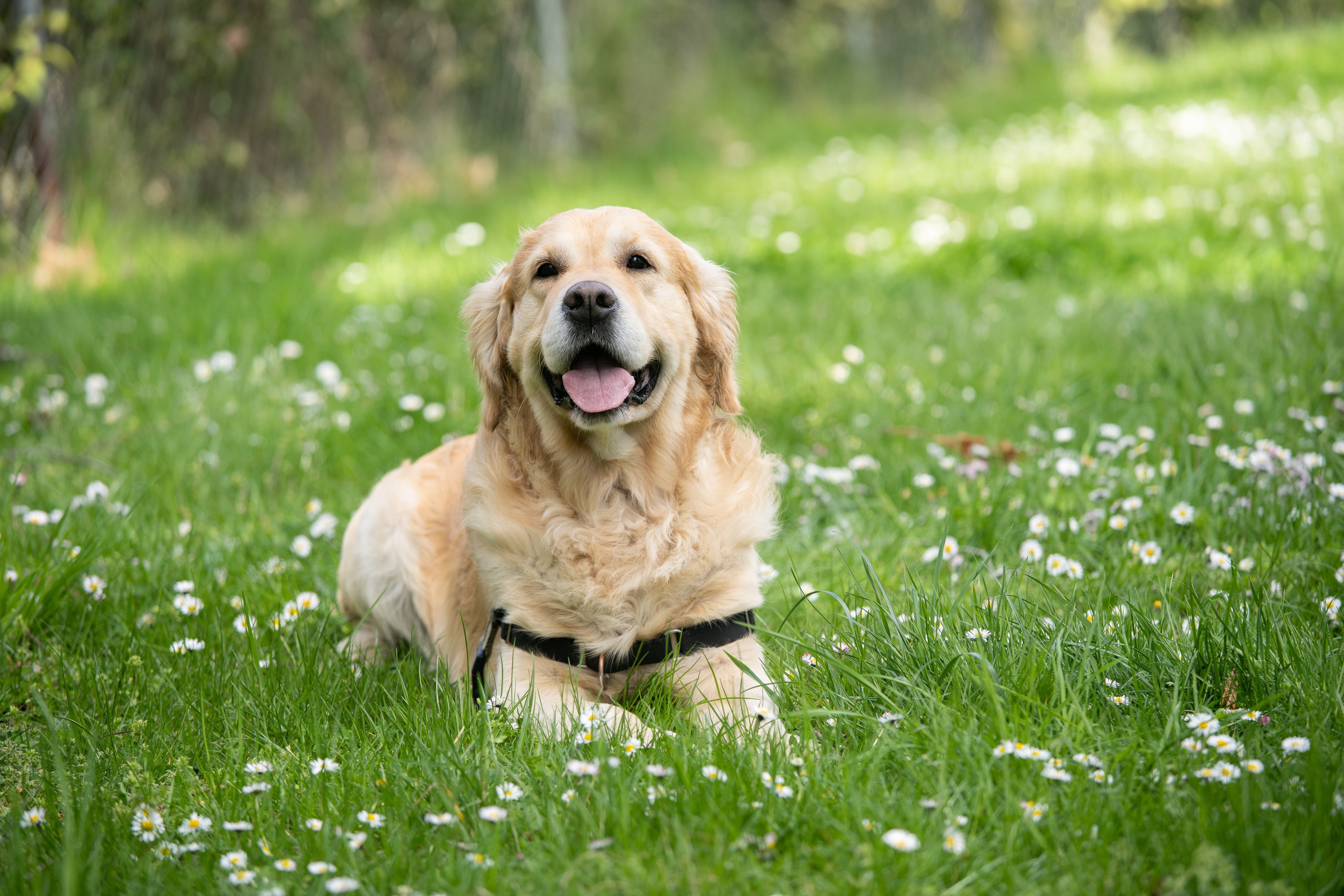 A dog on lying on the grass | Source: Unsplash.com