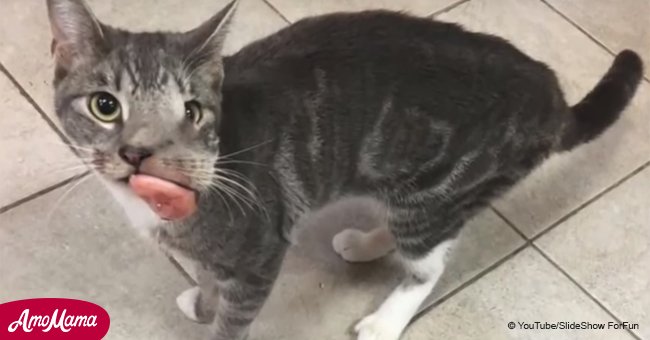 Un Chat Indesirable Avec Une Enorme Tumeur Sur Le Visage S Est Retrouve Dans Un Abri Et A Subi Une Transformation Miraculeuse