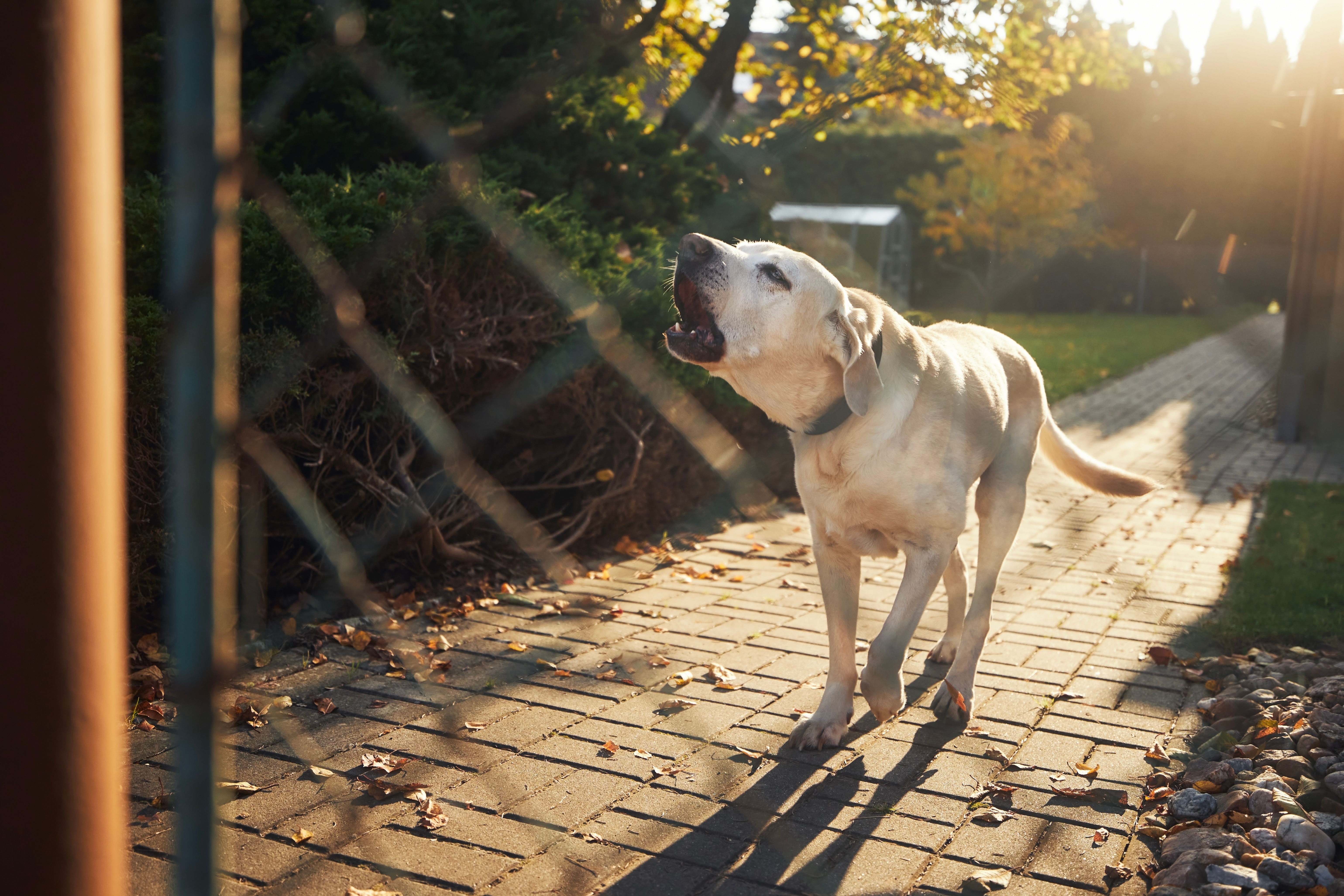 Barking dog behind fence. Noisy labrador retriever guarding house. | Source: Shutterstock