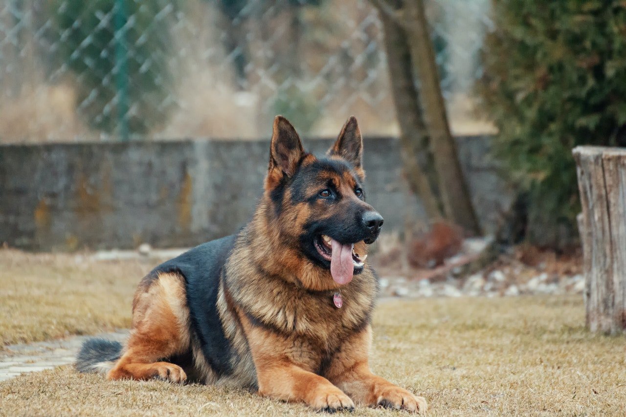 The German Shepherd said he believed in discipline, training, and loyalty to his master | Photo: Pexels