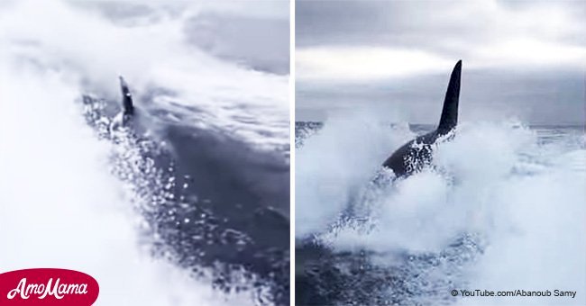 Recorded video displays two huge killer whales dangerously pursuing a fishing boat