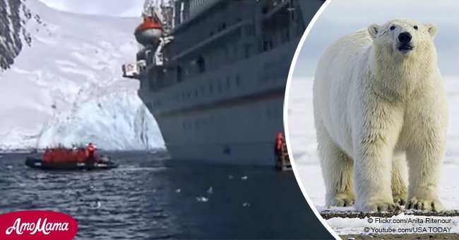Polar bear shot to death after cruise ship guard attacked