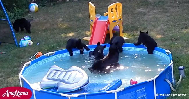 Woman films mama bear and little cubs taking a dip in her backyard pool