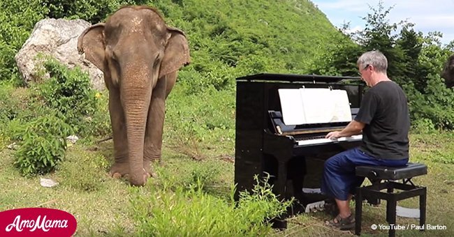 Talented pianist playing beautiful classical music for blind elephants goes viral