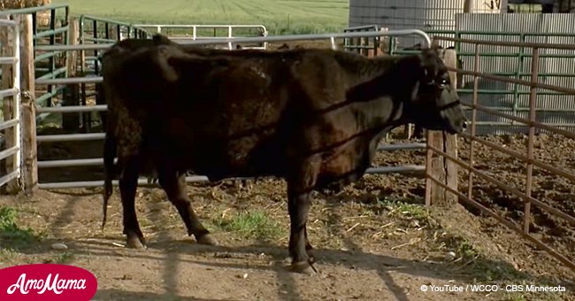 Farmers thought their cow was pregnant with one calf, but her brood turned out much bigger