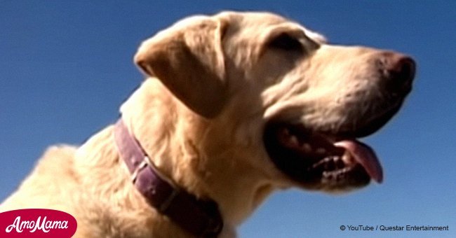 Blind former shelter dog that was almost euthanized saves girl from drowning