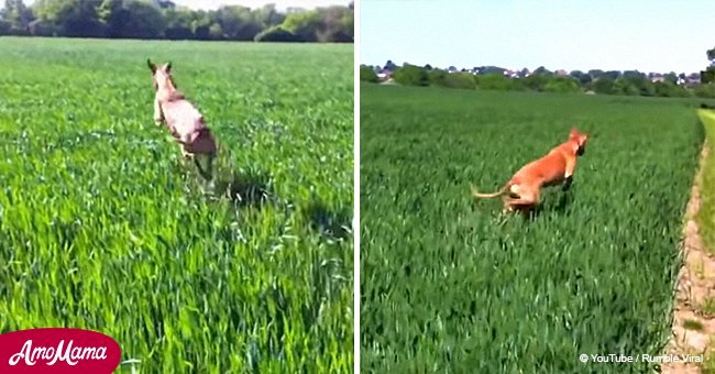 Dog jumps through the field like a kangaroo (video)