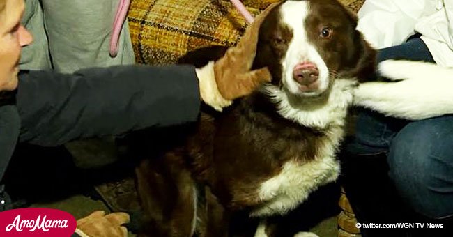 Owner who left dog out in terrible weather amid polar vortex now wants to get the dog back