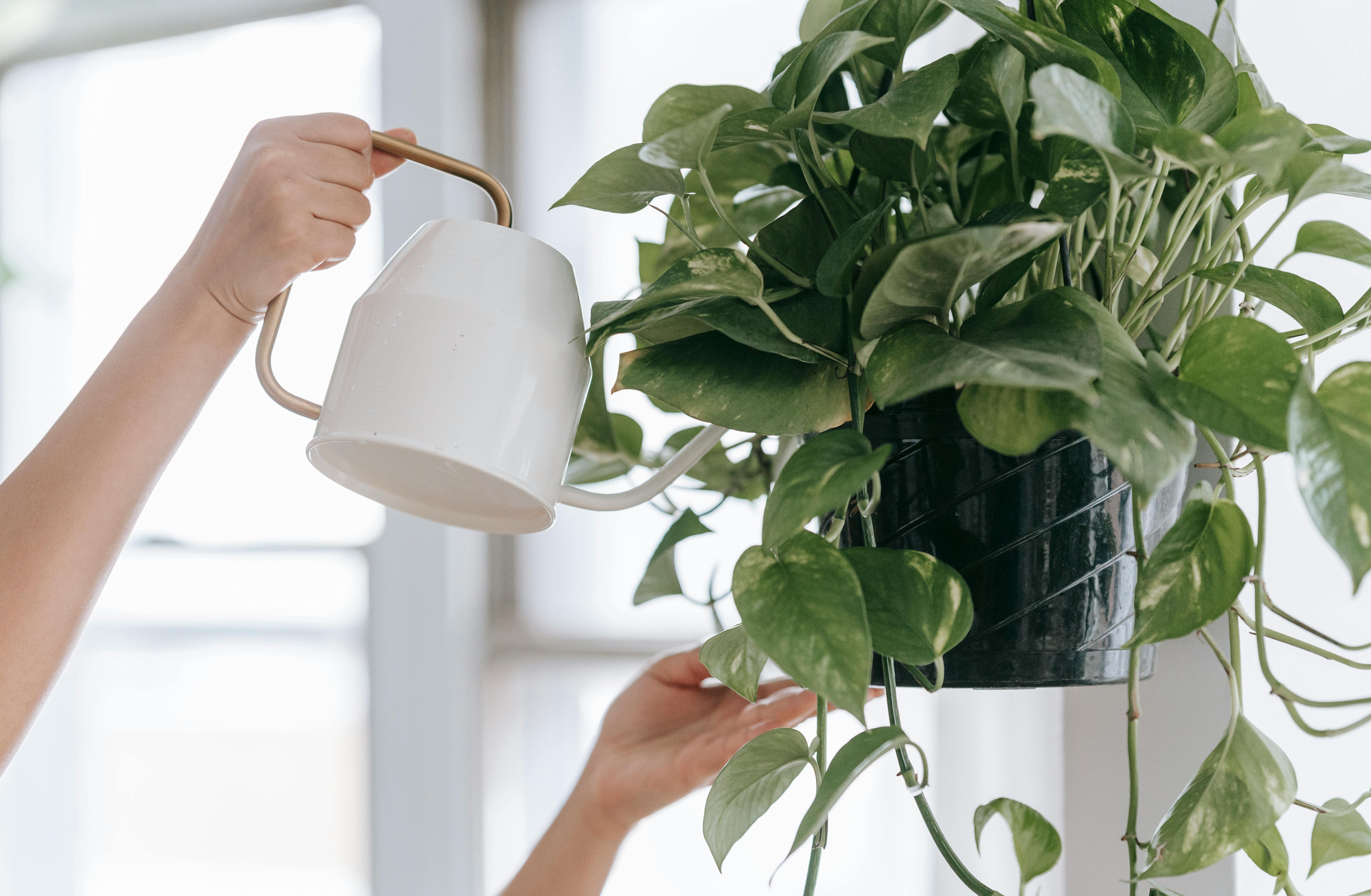 Golden Pothos (Epipremnum aureum) | Source: Pexels