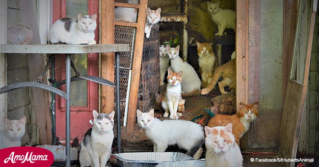 More than 170 cats saved from horror house need your help