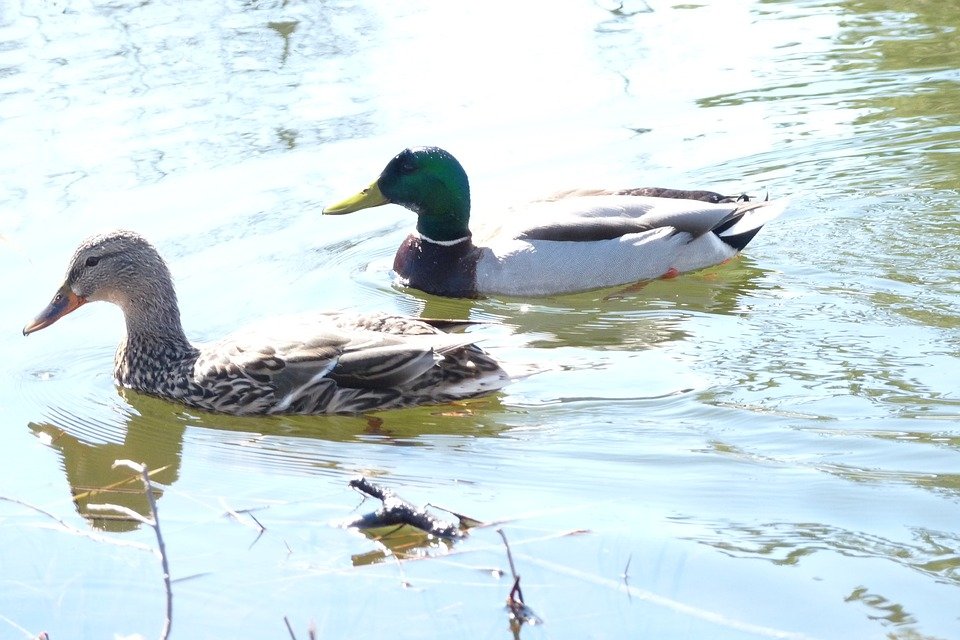 Des canards dans l'eau. | Photo : Getty Images
