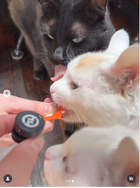 Valerie Bertinelli's beloved cats indulging in a treat, from a post dated July 6, 2025 | Source: Instagram/wolfiesmom