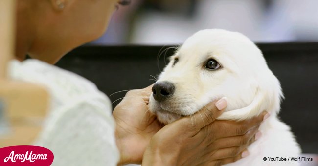 NBC’s 'One Chicago' had a very specific fluffy casting the previous week