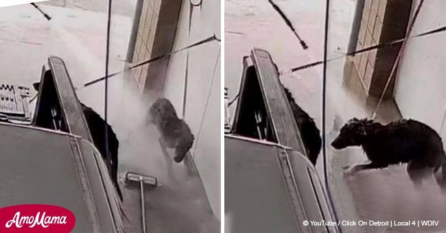 Dogs wince in pain as owner uses power washer to clean them