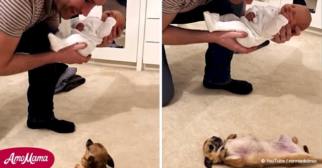 Puppy meets her human baby brother for the first time with an adorable reaction