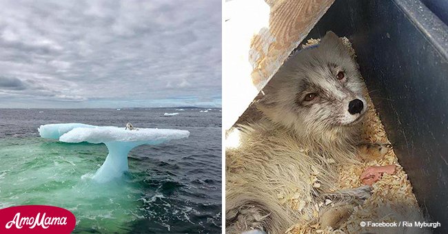 Arctic fox stranded on iceberg miles from shore rescued by brave fishermen