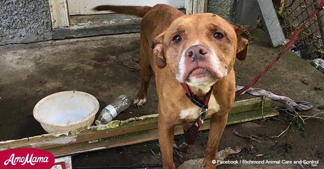 Dog was tied to abandoned home and left to die with his leg essentially ‘rotted’