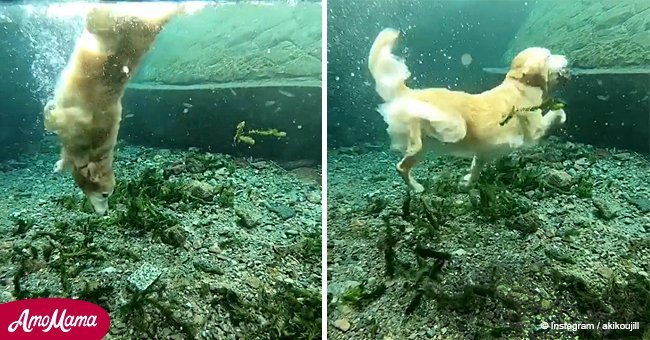 Golden Retriever has absolutely incredible diving skills