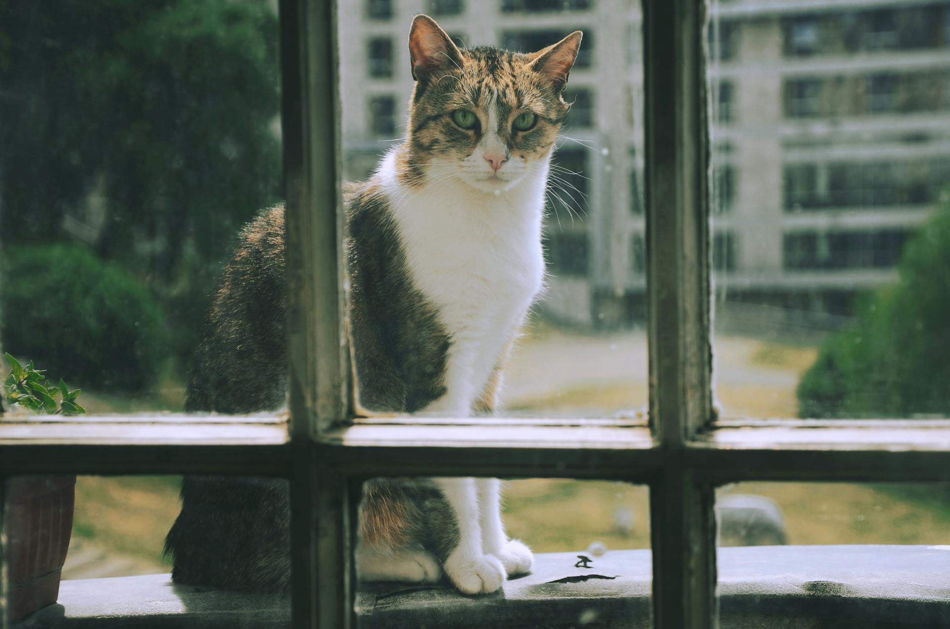 A cat looking through a window | Source: Pexels