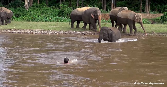 Baby elephant notices man 'sinking' in a river and his unexpected reaction goes viral	