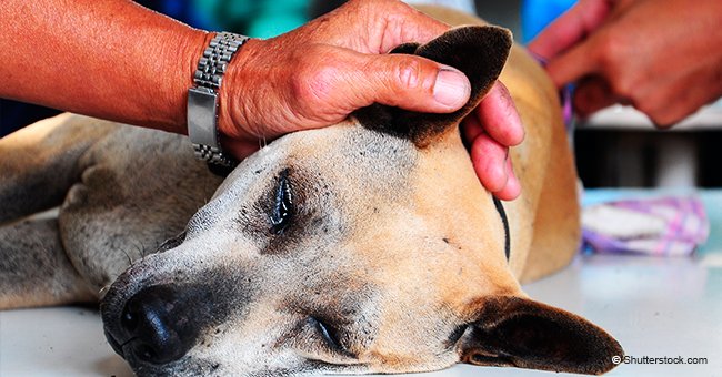 Veterinario reveló cómo son los últimos momentos de un perro justo antes de ser sacrificado