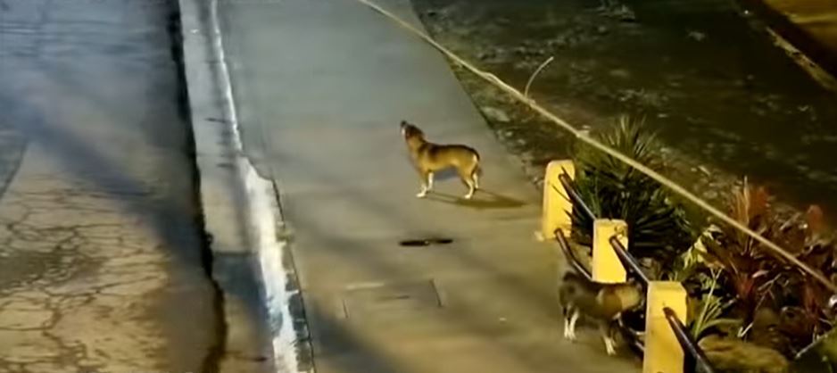 El valiente perro ladrando frente al negocio. | Foto: Youtube/Noticias Repretel