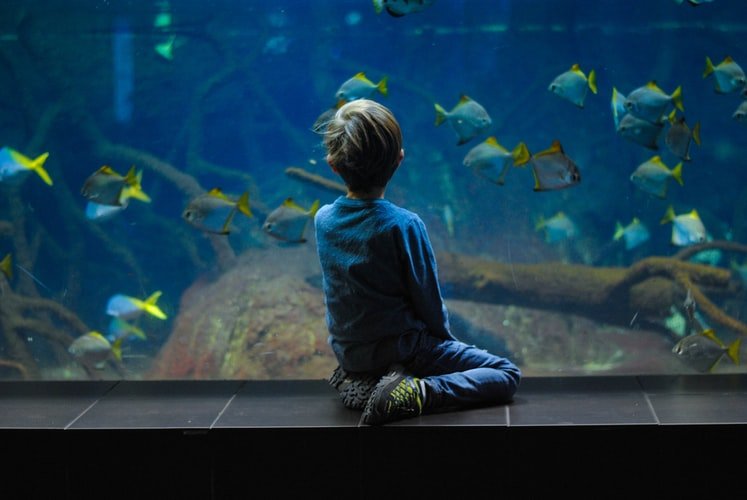 Un petit garçon regardant un aquarium. | Photo : Unsplash