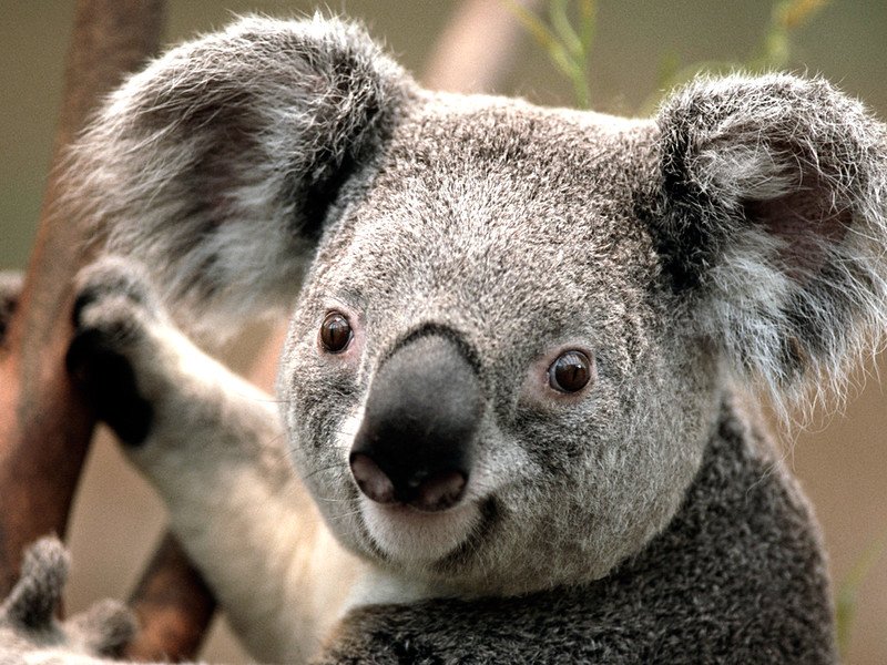 A Koala latching onto a tree. | Photo: Flickr