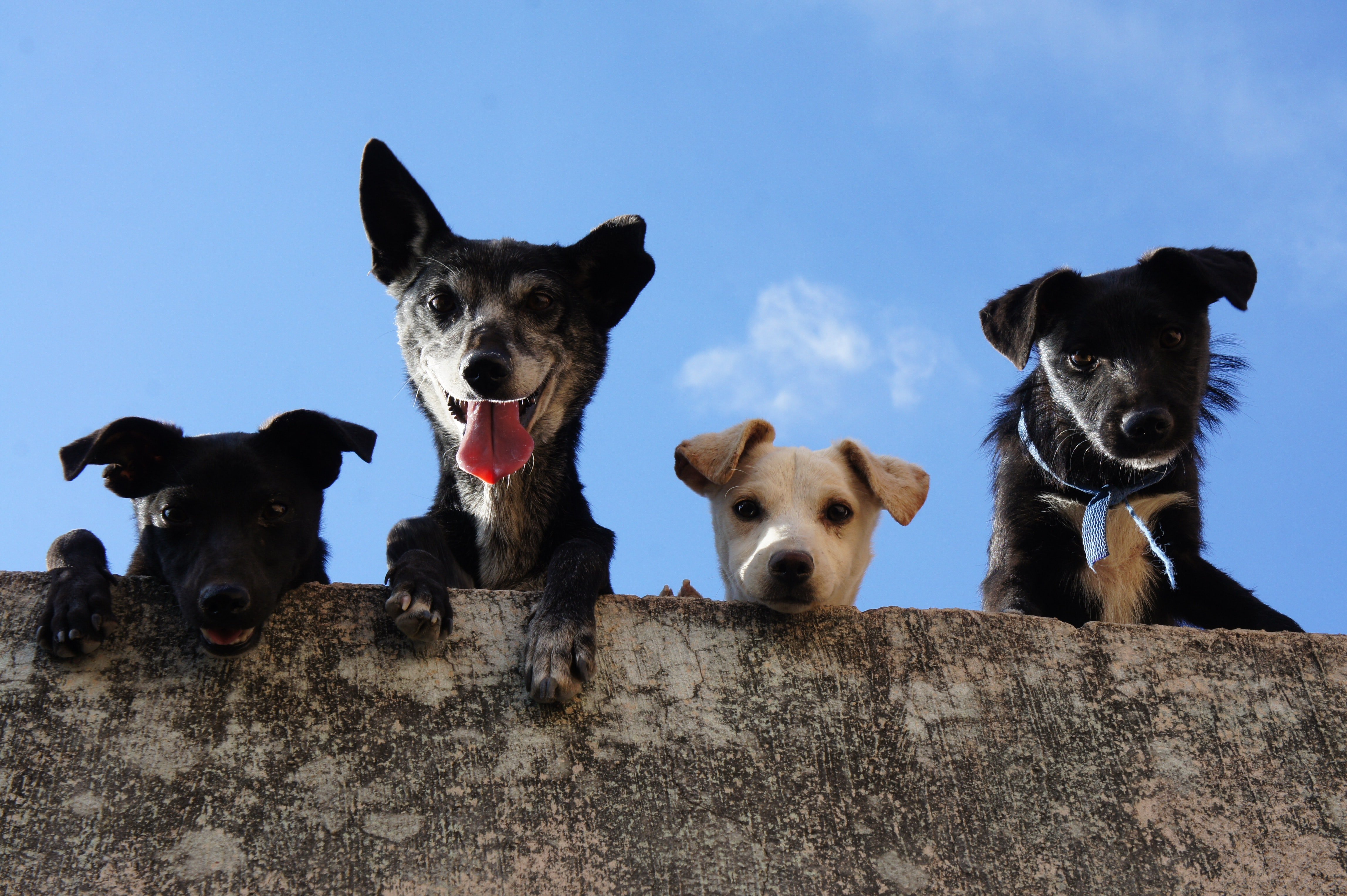 Rebecca started to take care of more dogs. | Source: Pexels