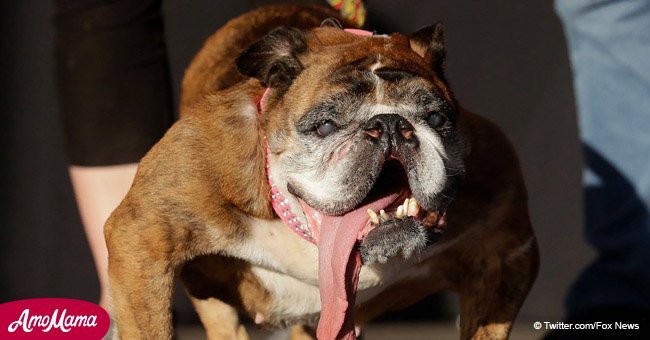 Zsa Zsa, the world's ugliest dog, has died at the age of 9