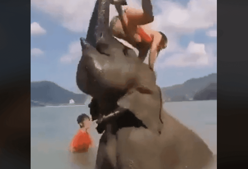 Woman being thrown by the elephant ll Source: Facebook / Memerable