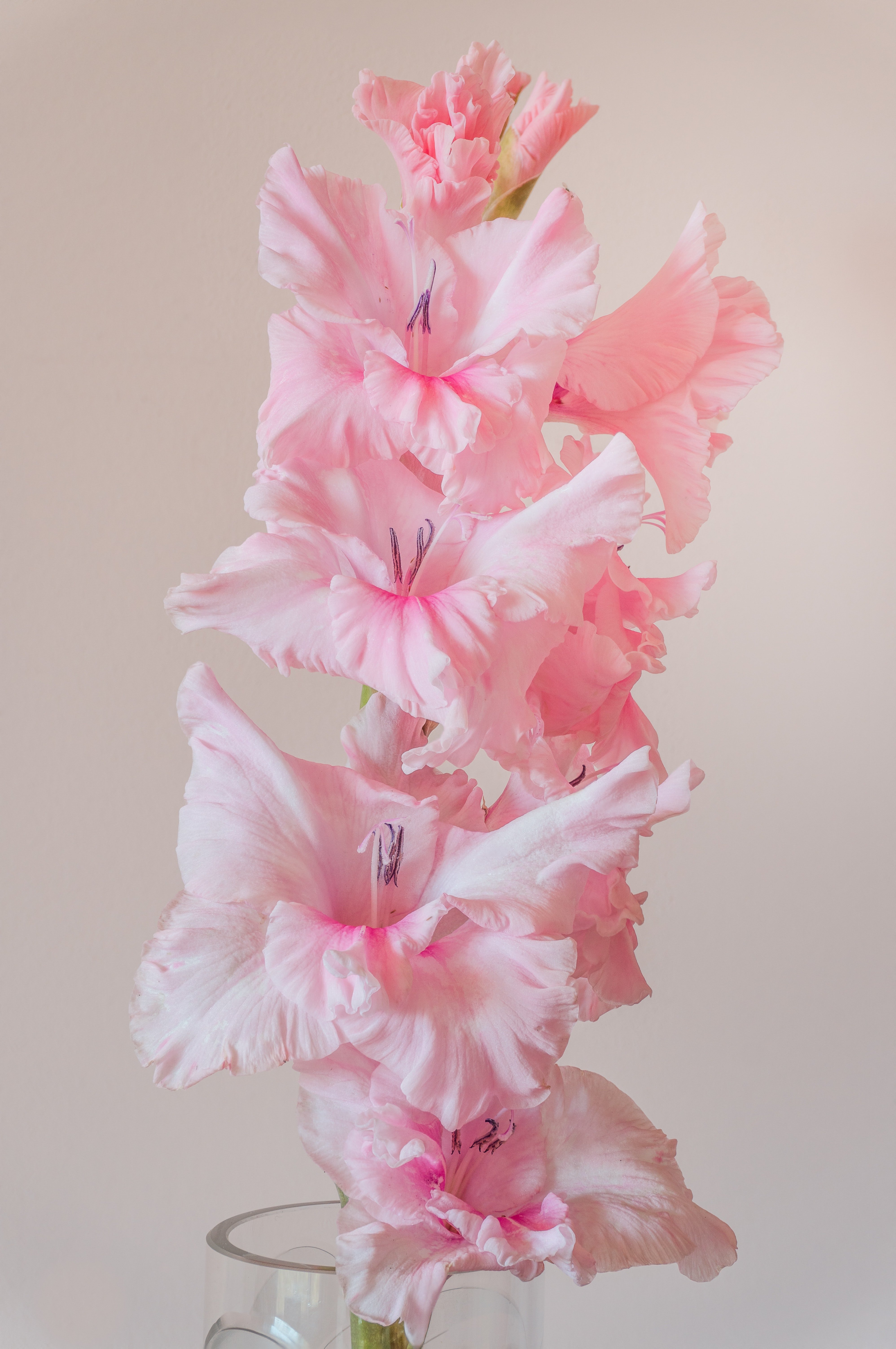 Gladiolus | Unsplash
