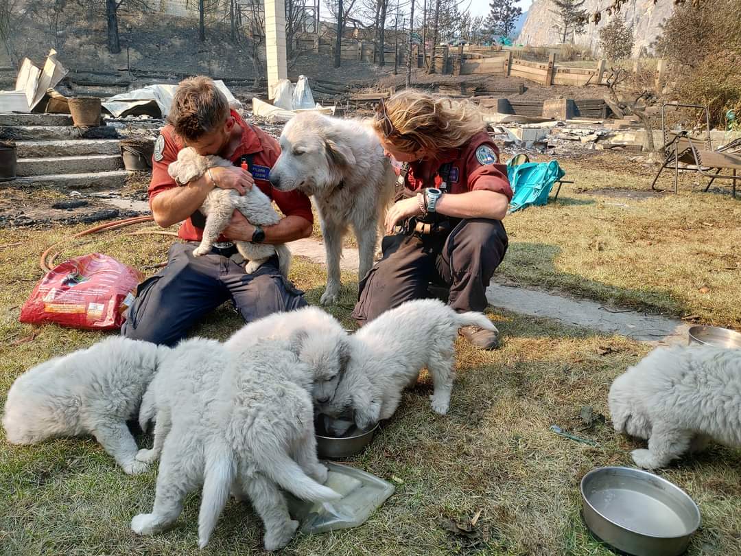 The dog and her puppies being comforted by the firefighters | Photo: https://www.reddit.com/r/HumansBeingBros/u/thevancouverspecial