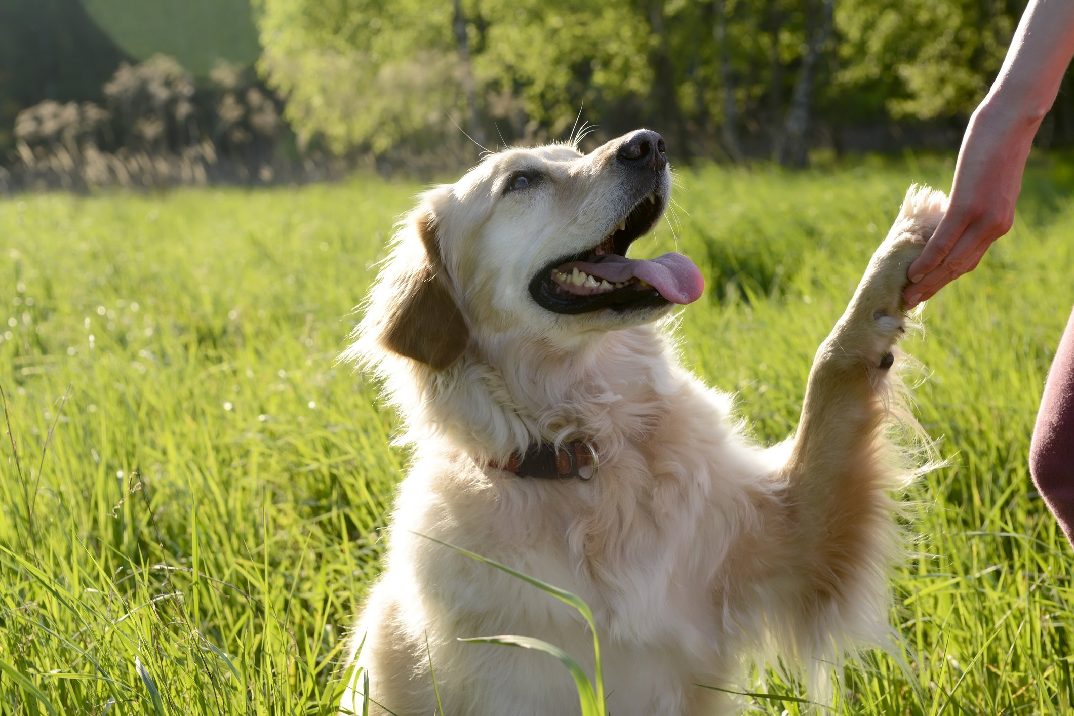 Porträt von Golden Retriever, der Pfote zeigt | Quelle: Getty Images