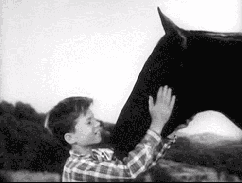 A scene of the intro of "Fury" showing Diamond caressing the horse | Source: YouTube/Shout! Factory