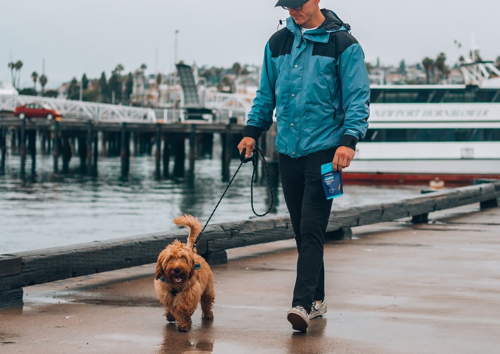 Passeando com o cachorro | Fonte: Unsplash