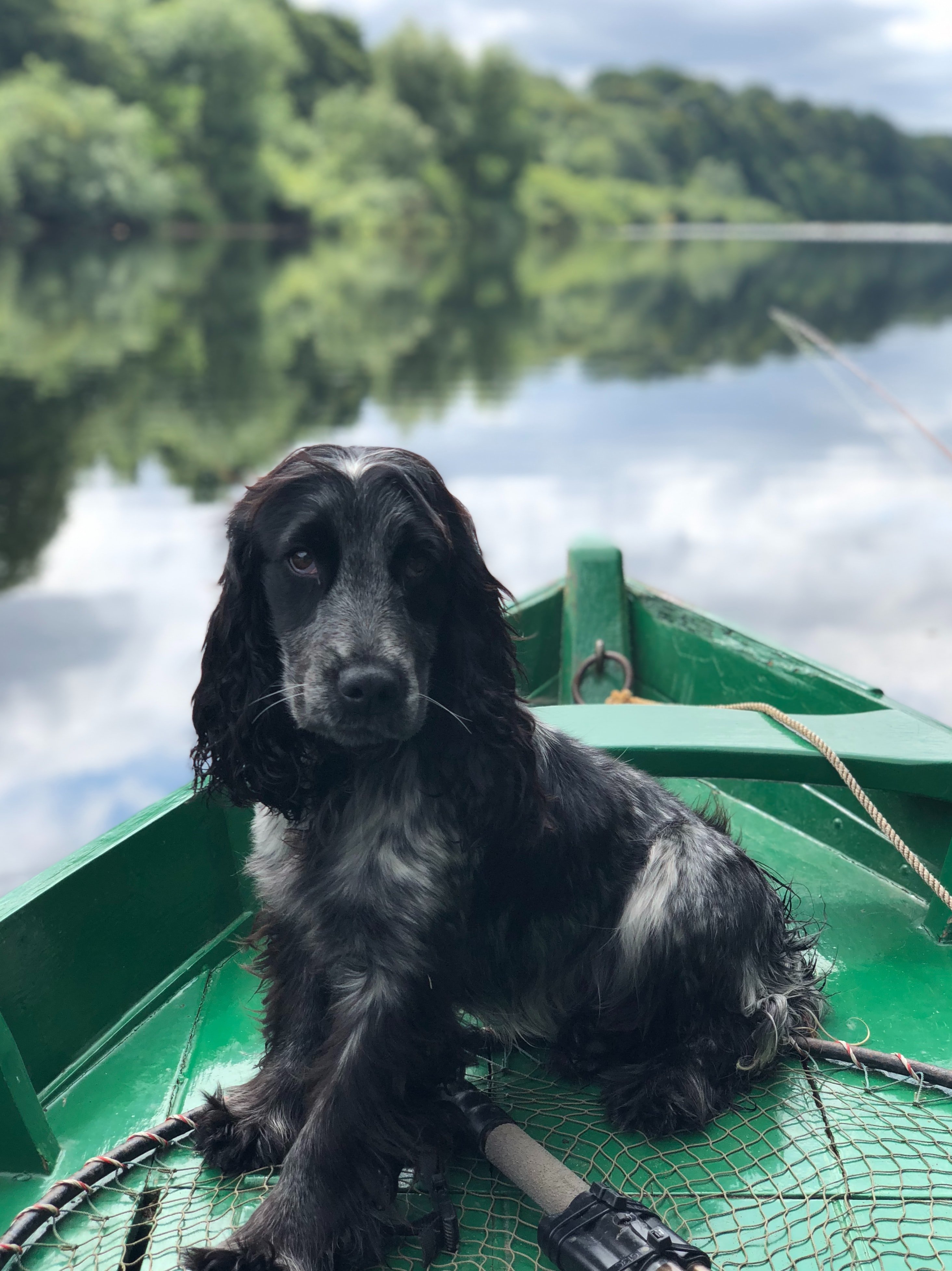 Perro en un bote. | Foto: Unsplash