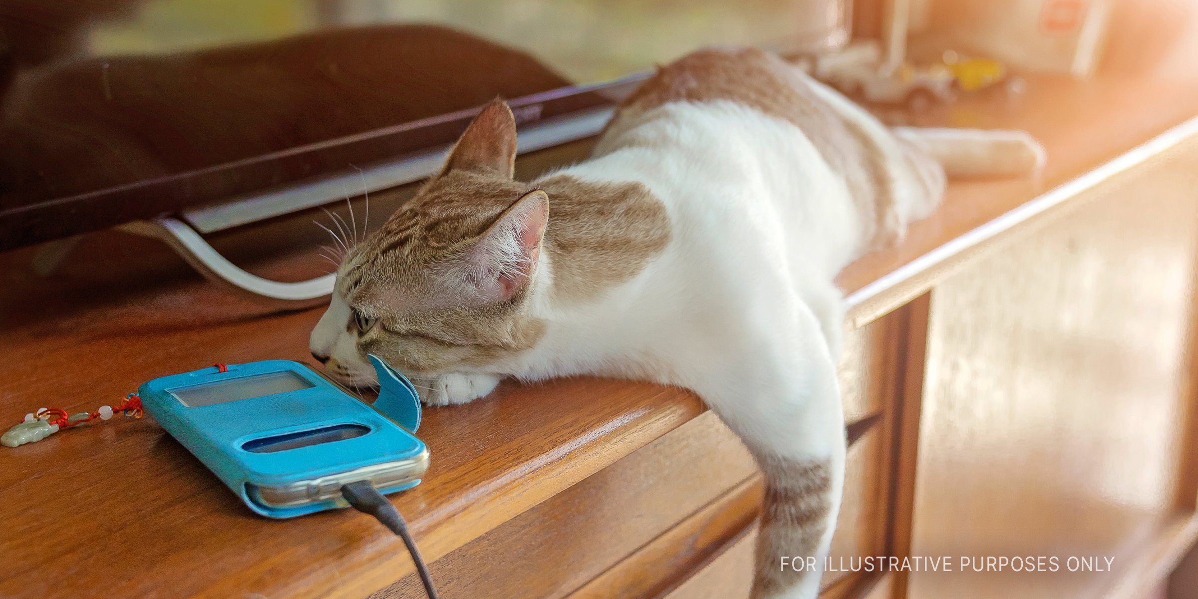 Ginger and white shorthair cat lying on a table | Source: Shutterstock