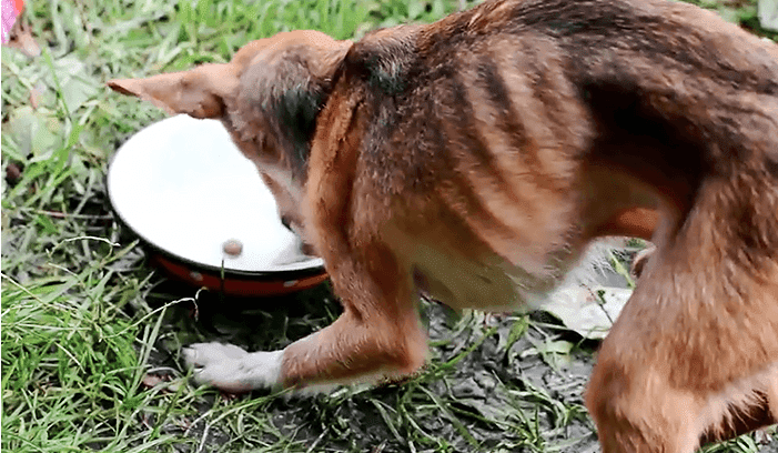 Photo affichant la maigreur de l'un des chiens tandis qu'il mangeait un bol de nourriture réelle pour la 1ère fois pendant une très longue période. | Facebook/Tautmilės Prieglaudėlė