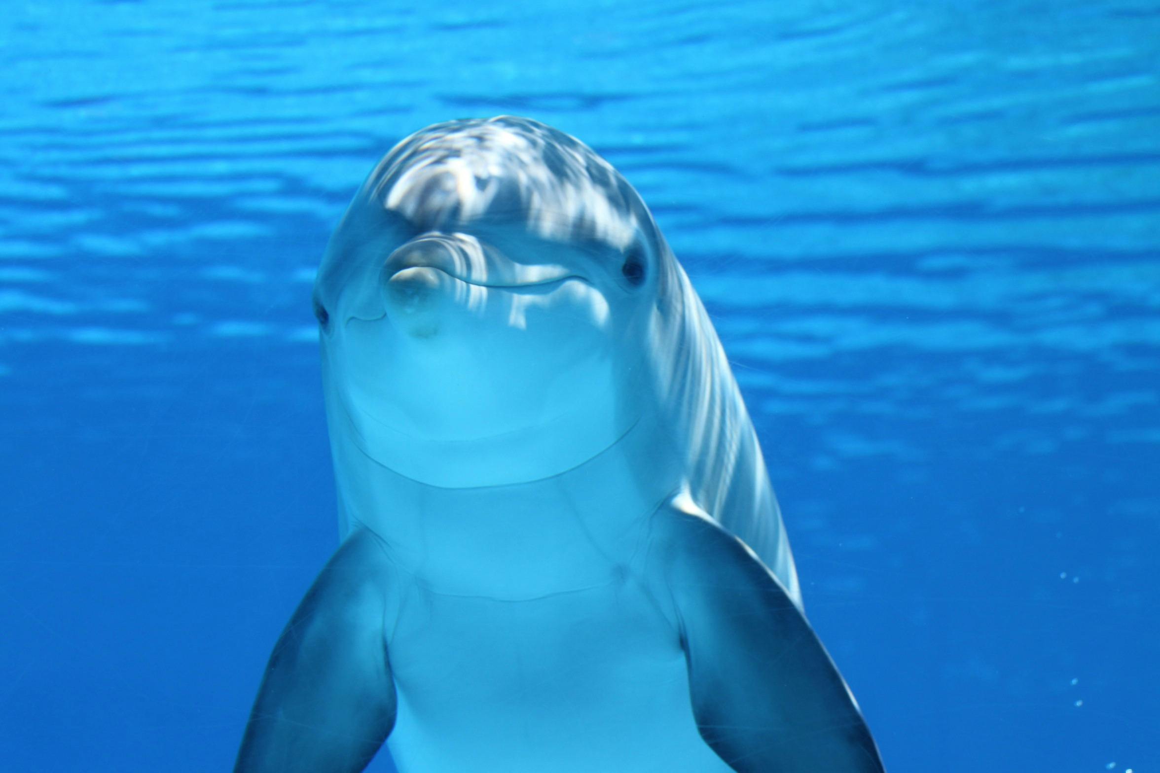 Cute dolphin underwater. | Source: Pexels