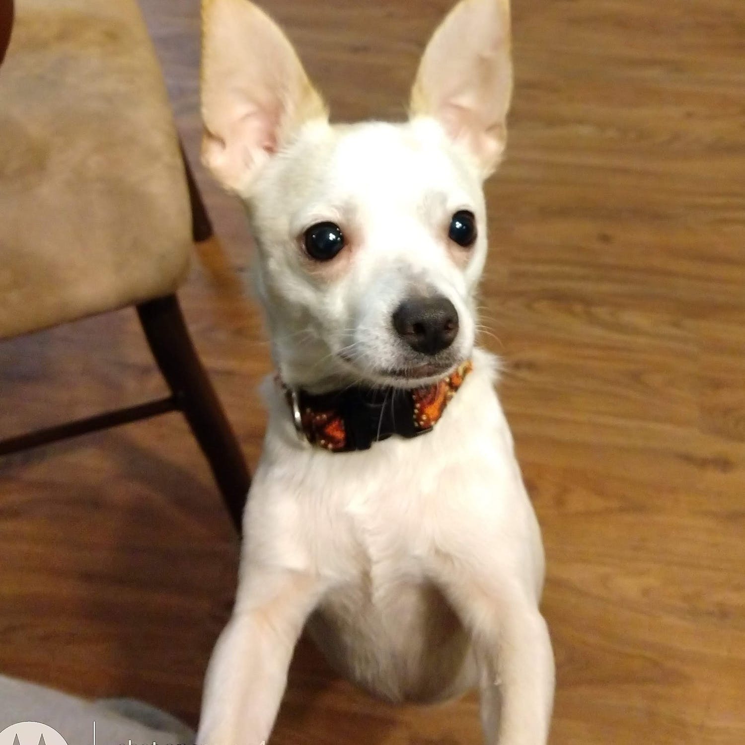 Perrito chihuahua de color blanco. | Imagen: Pexels