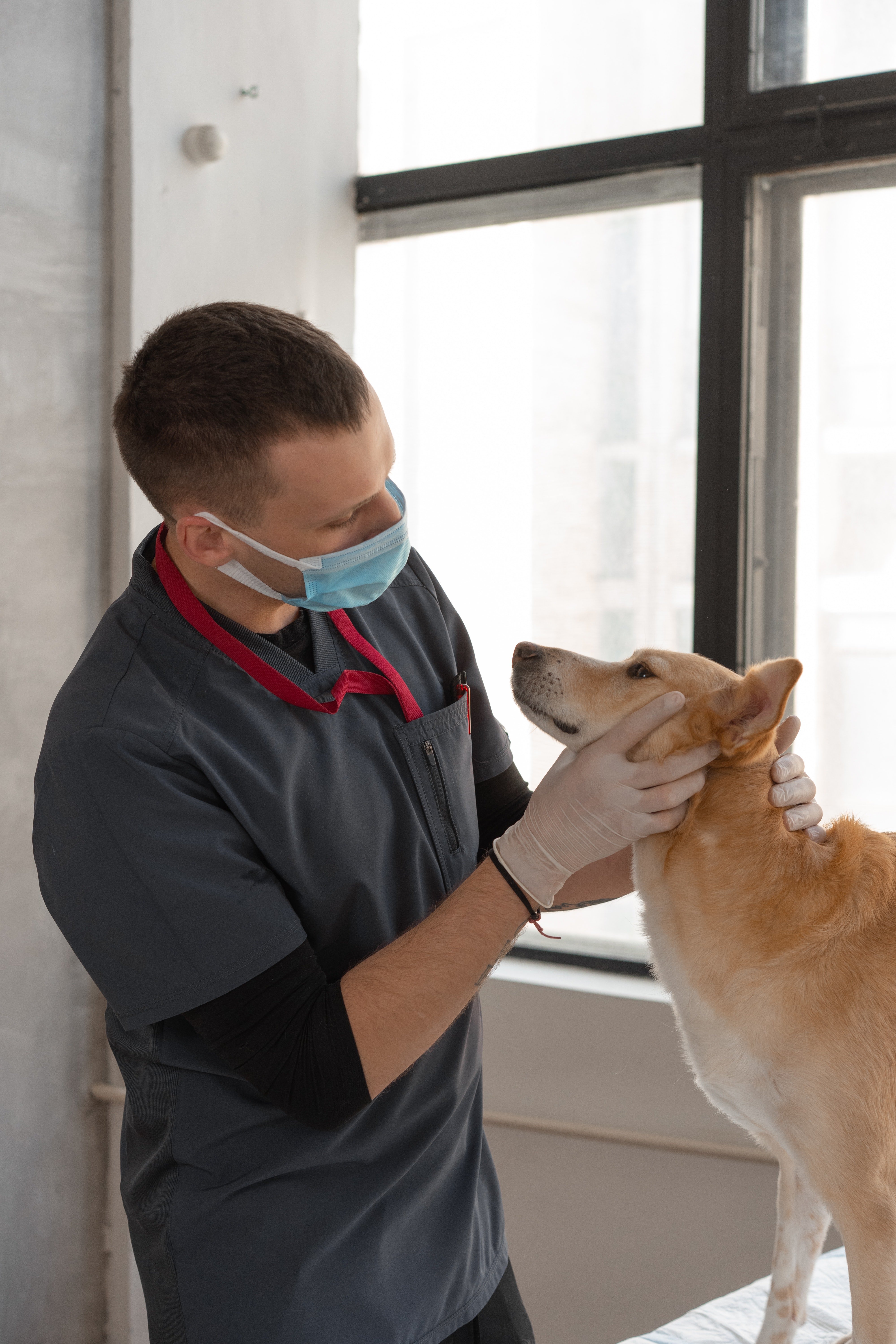 A vet conducting a check-up on a dog | Photo: Pexels/Mikhail Nilov