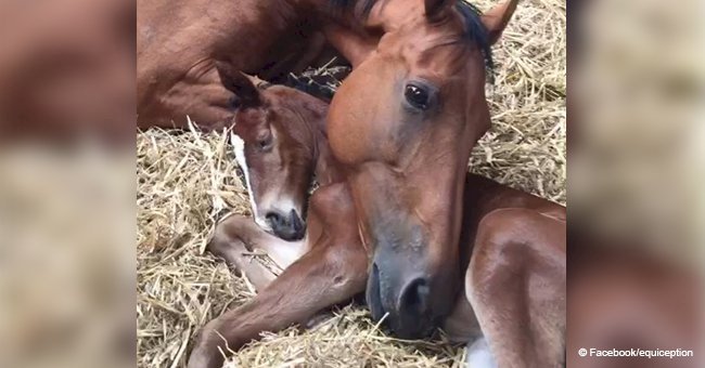 Heart melting moment when a horse that lost her baby is united with an orphaned foal (video)