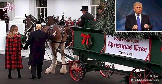 President Trump's gesture to a horse delivering a Christmas tree quickly spread on the Internet