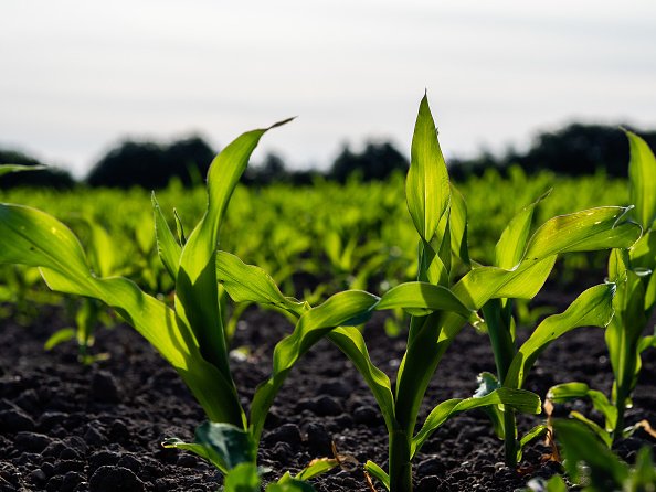 sols et plantesUne vue d'un champ avec des cultures agricoles poussent pendant un printemps très chaud.|Photo : Getty Images sols et plantesUne vue d'un champ avec des cultures agricoles poussent pendant un printemps très chaud.|Photo : Getty Images