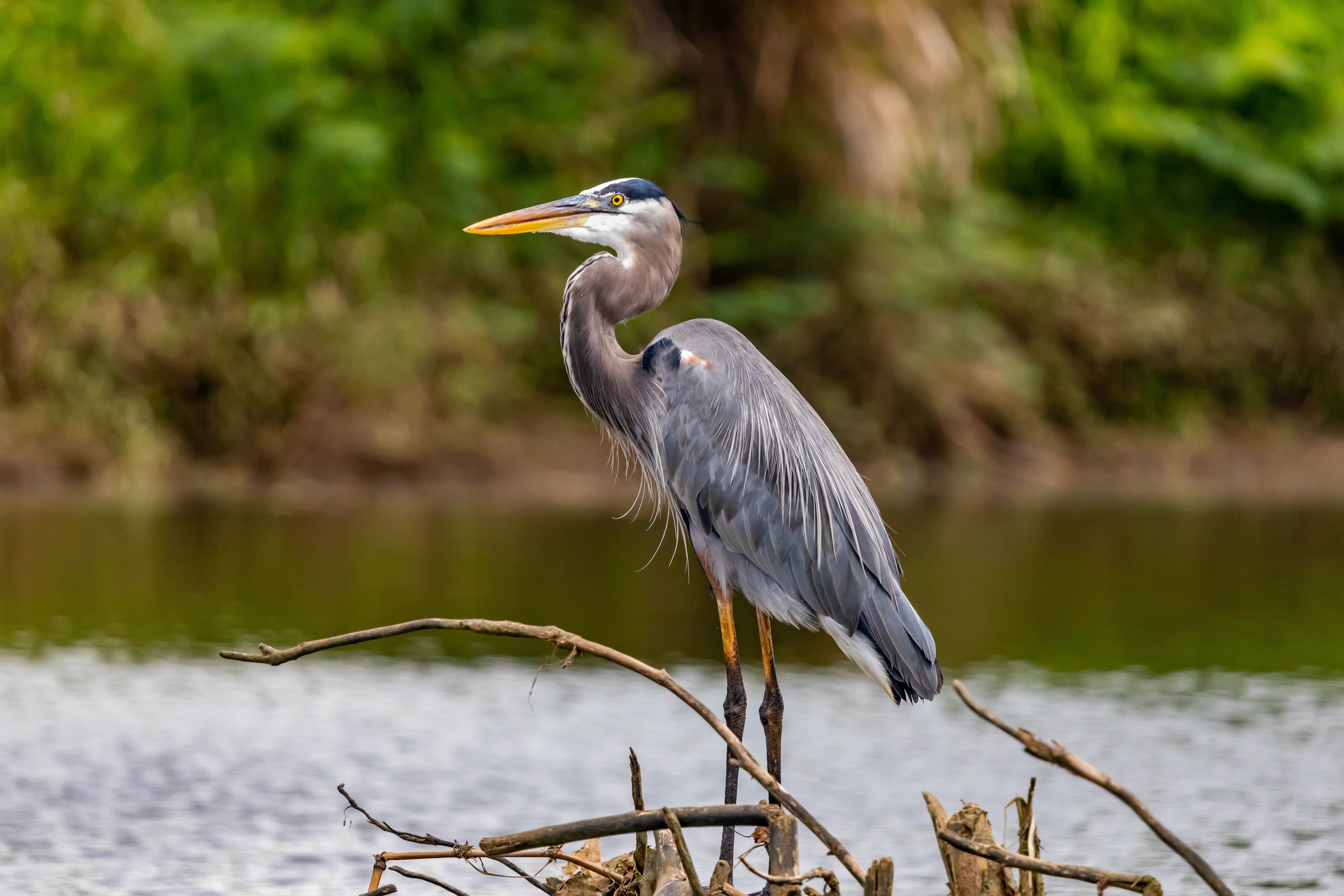 A heron perched on a stump. | Photo: Pexels